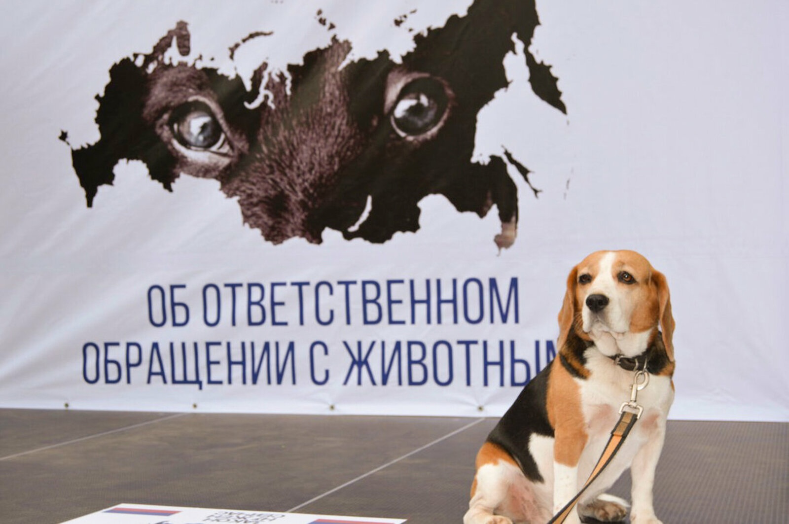 Памятка гражданину по обращению с домашними и безнадзорными животными.