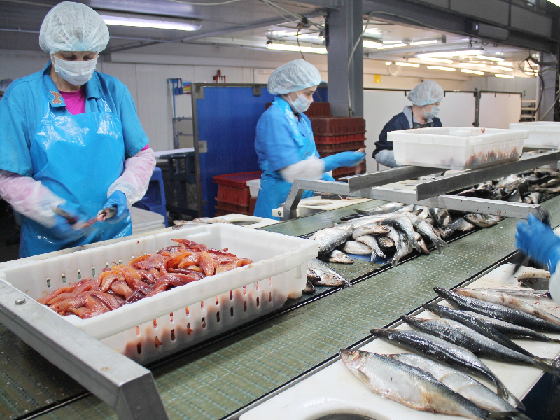 Сосновоборский рыбоперерабатывающий завод продолжает внедрять инструменты бережливого производства на новых производственных площадках.