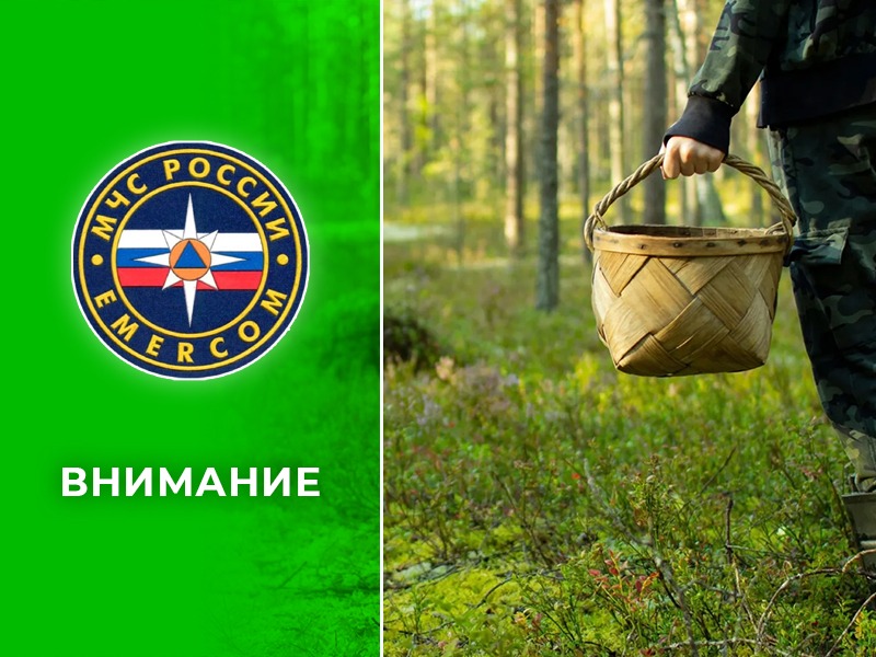 грибник в лесу.