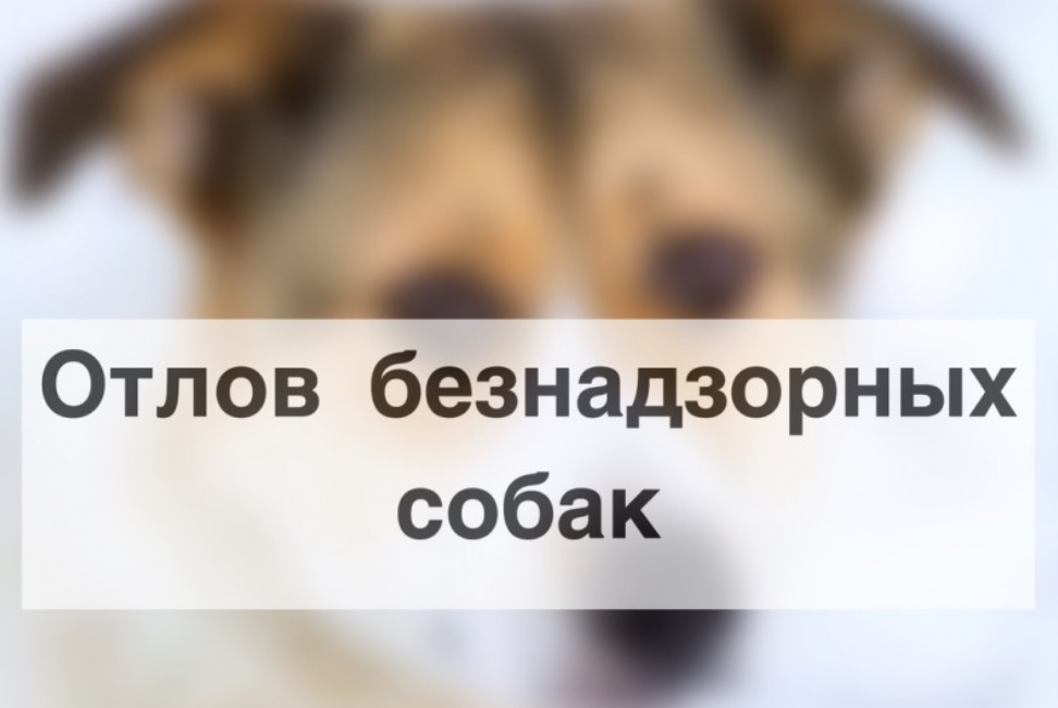 План-график по осуществлению деятельности по обращению с животными без владельцев в городе в 2024 году.