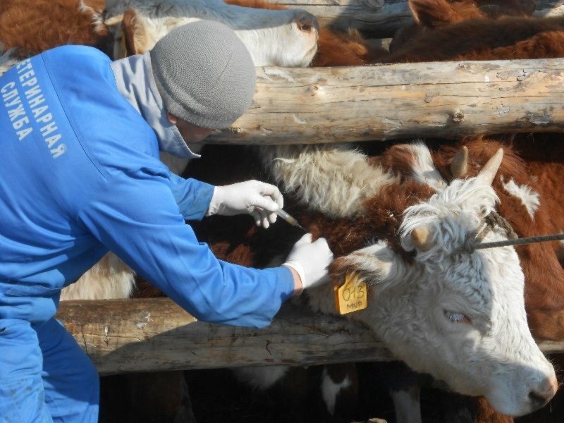 О напряженной эпизоотической ситуацией.